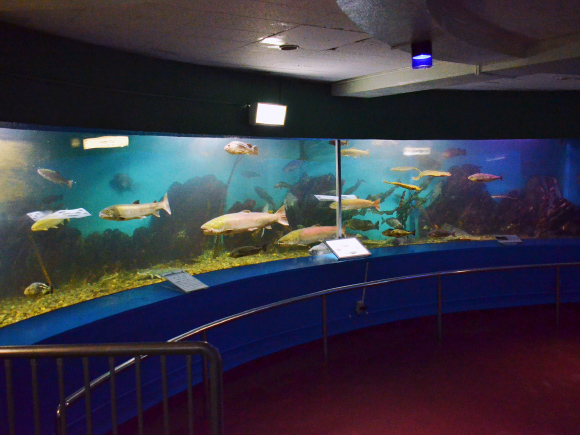 わっかりうむ ノシャップ寒流水族館 稚内市青少年科学館 回遊水槽 英語 宗谷qrサイト